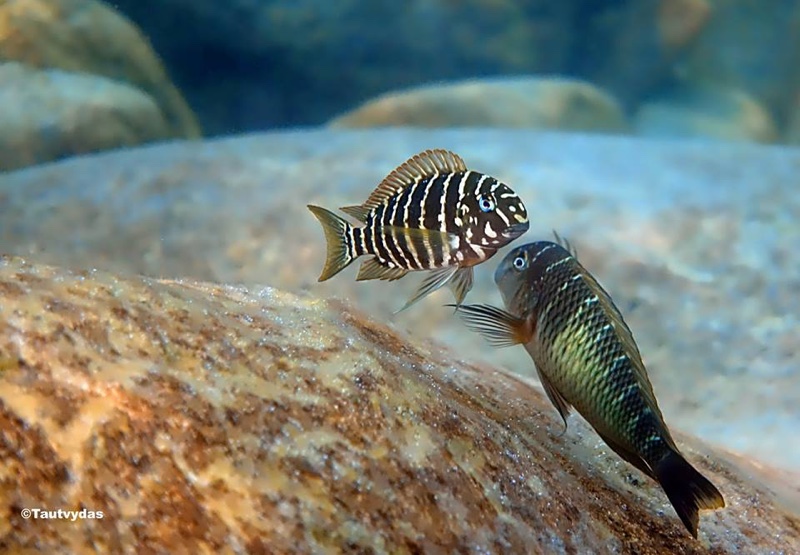 Tropheus polli 'Lyamembe'